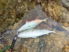 ワラサの釣果