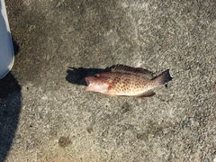 オオモンハタの釣果