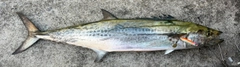 サワラの釣果