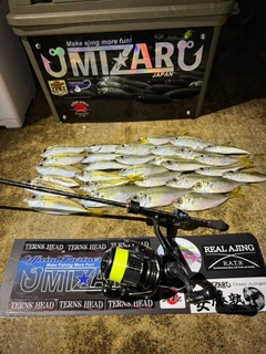 マアジの釣果
