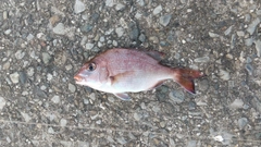 チャリコの釣果