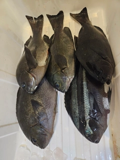 クチブトグレの釣果