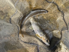 アユの釣果