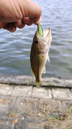 ラージマウスバスの釣果