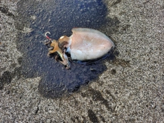 コウイカの釣果