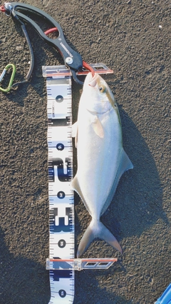 シオの釣果