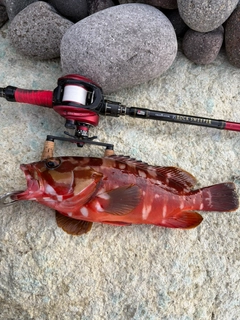 アカハタの釣果