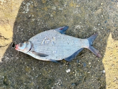 ダントウボウの釣果