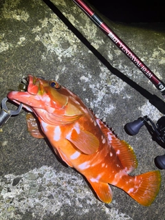 アカハタの釣果