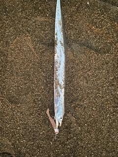 タチウオの釣果