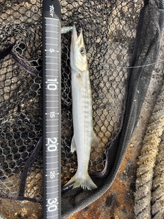 オニカマスの釣果