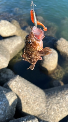 エソの釣果