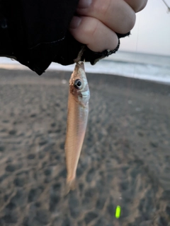 シロギスの釣果