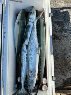 サワラの釣果