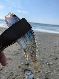 ニベの釣果