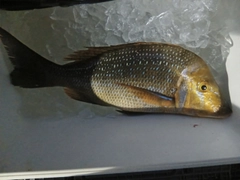 タマンの釣果