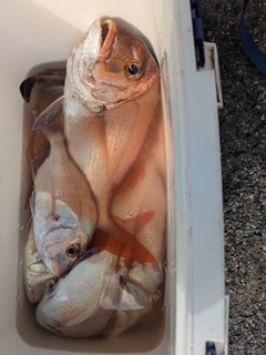 タイの釣果