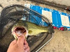 ラージマウスバスの釣果