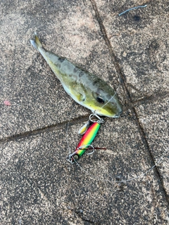 フグの釣果