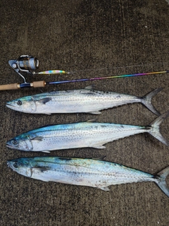サワラの釣果