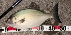 イスズミの釣果