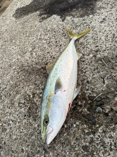 ハマチの釣果