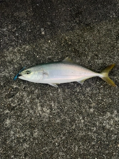 ハマチの釣果