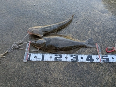 ヒラメの釣果