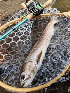 アメマスの釣果
