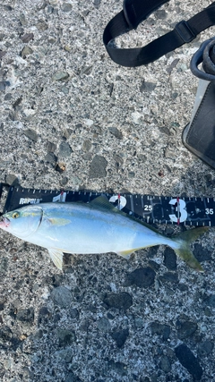 フクラギの釣果