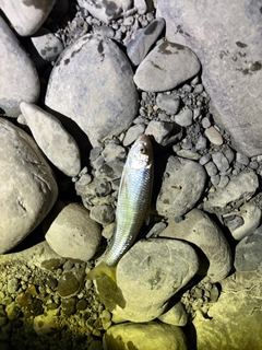 オイカワの釣果