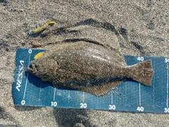 ヒラメの釣果