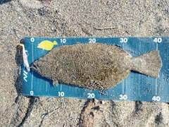 ヒラメの釣果