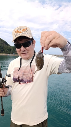 ハコフグの釣果