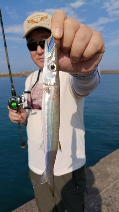 カマスの釣果