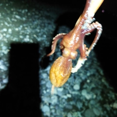 タコの釣果