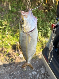 ショゴの釣果