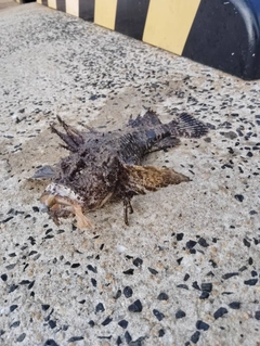 オニオコゼの釣果