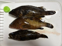 タケノコメバルの釣果