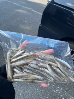 ワカサギの釣果