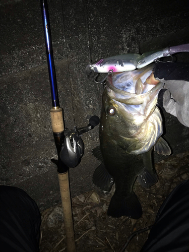 ブラックバスの釣果