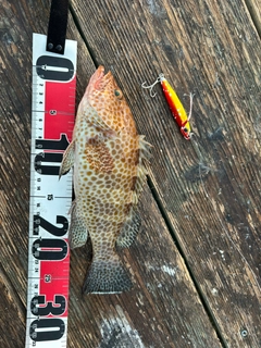 オオモンハタの釣果