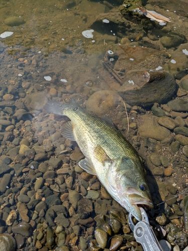 宮崎県の釣果・釣り場情報【2026年最新】 - アングラーズ | 釣果600万