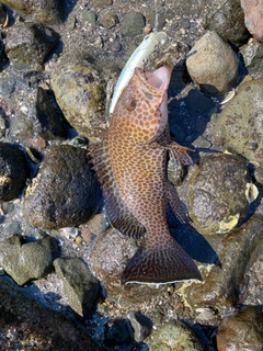 オオモンハタの釣果