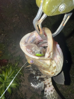 チャイロマルハタの釣果