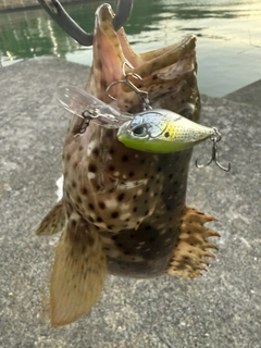 ヤイトハタの釣果