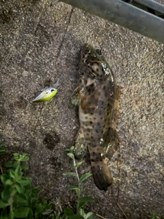 ヤイトハタの釣果