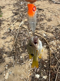 ヤマトビーの釣果