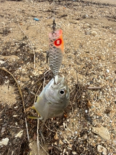 メッキの釣果