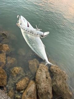 イケカツオの釣果